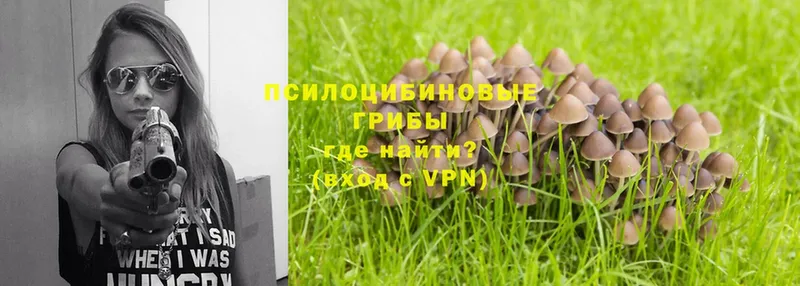 mega как зайти  что такое   Красноярск  Галлюциногенные грибы Psilocybe 